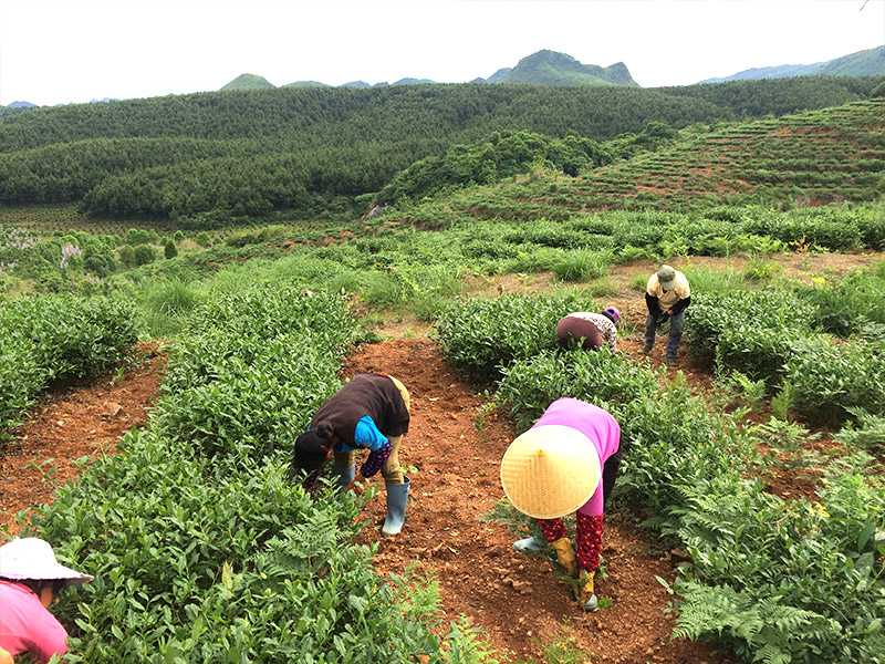 回龙圩基地除杂草